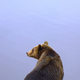 Illustration for article titled When Bears Go To Rehab